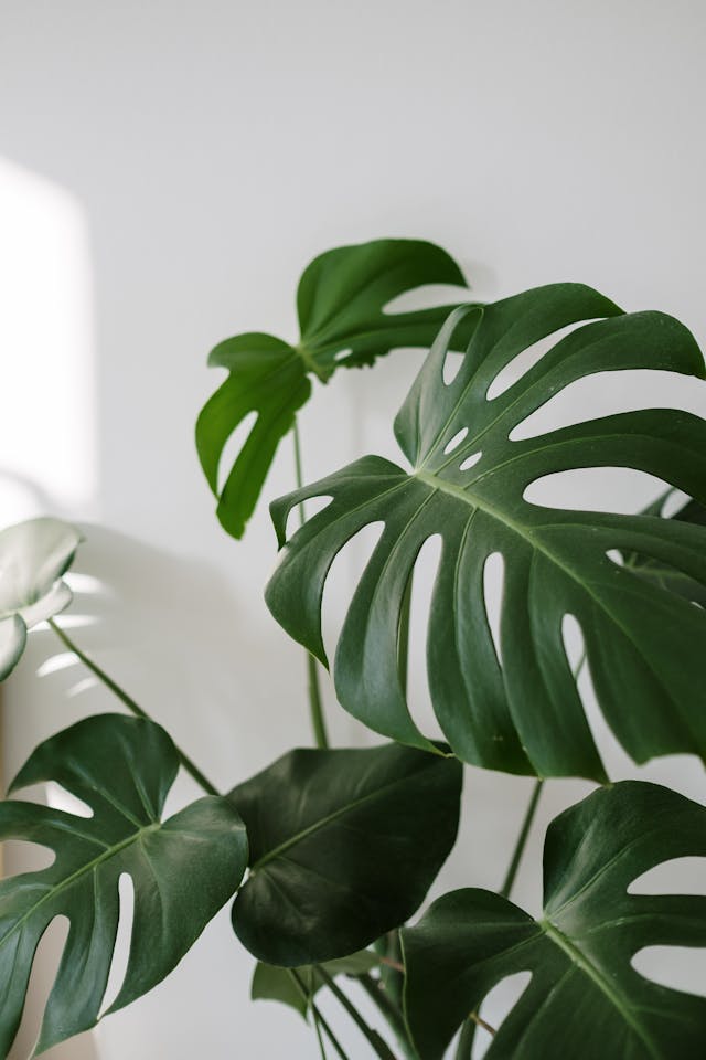 Plantes d'intérieur ambiance zen